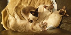 Four cats cuddling on the sofa