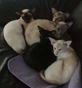 Five cats in a cuddle pile on the sofa