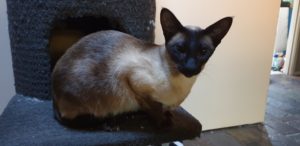 A beautiful siamese on the back of a chair