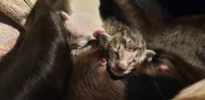 Baby Tiger just after birth, lying on mama Raven