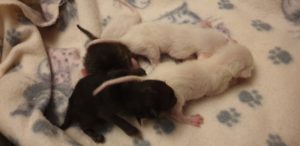 Four babies that can't walk yet in a cuddle pile