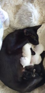 Raven cuddling two of her little babies