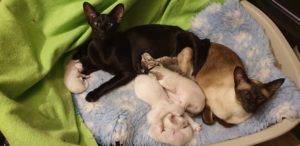 Two mamas and their babies