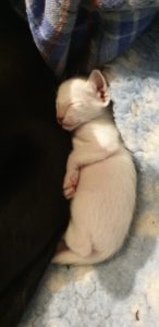 Itty bitty baby siamese, just born