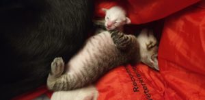 Tiger asleep on a red blanket