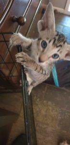 Tiger escaping again!