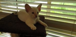 Cute siamese kitten on top of the cat tower