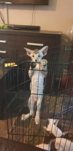 Tiger trying to escape the kitten pen