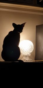 Raven's silhouette with a globe lamp behind her