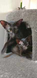 Raven protecting her babies in the cat tower