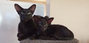 Raven with her baby, Alu Sitara