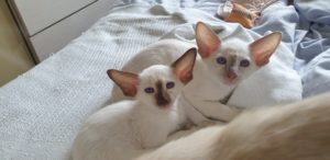 A pair of cute siamese kittens