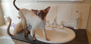 Suki on top of the bathroom sink