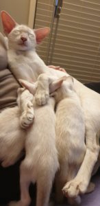 Veda feeding several kittens