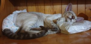 XTC napping in a diaper with a pillow