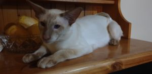 Glamour on top of the kitchen hutch counter