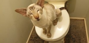 XTC sitting on a closed human toilet, looking very happy