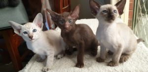 Three kittens on a pillow