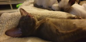 Kitten Choccy asleep on his back