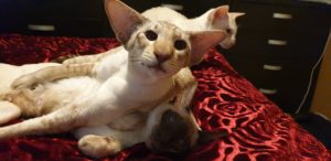 XTC sitting on top of Suki, Veda in the background