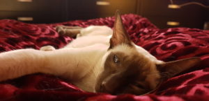 Suki against a red blanket