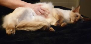 Cin getting more cuddles