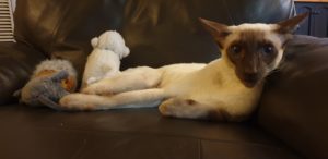 Suki lounging on the sofa