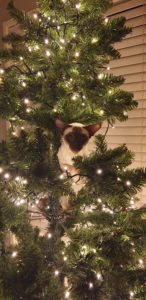 Suki in the Christmas tree, lit up