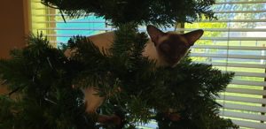 Suki in the Christmas tree's branches