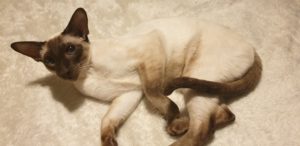 Suki on the bed. Beautiful.