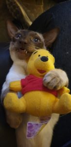 Suki cuddling her Pooh Bear #2