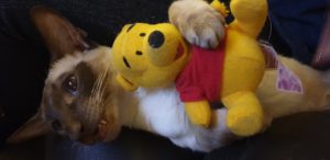 Suki cuddling her Pooh Bear