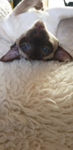 Suki's face, upside down