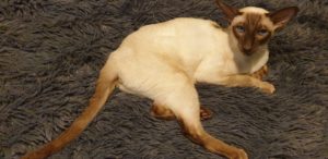 Suki on a grey fluffy blanket