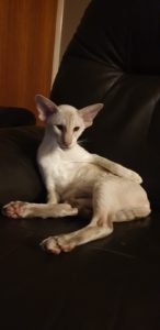 Veda posing like a pinup girl