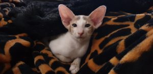 Jazz looking cute against a leopard print blanket