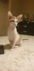 Jazz with a regal pose