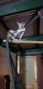 Jazz at the top of the hammock