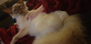 Cin, his fluffy highness.