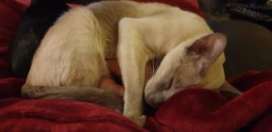 Glamour curled up asleep