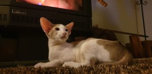 Jazz in front of a fireplace