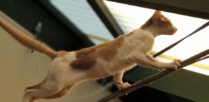 Jazz climbing to the moon