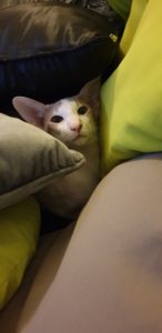 Jazz in a pillow fort