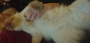 Cin on his back getting cuddles