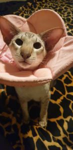 I'm a pretty flower - XTC