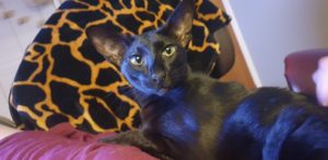 Raven - what you looking at?