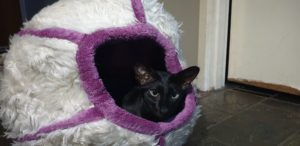 Raven in an egg bed
