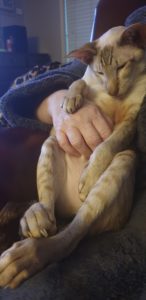 XTC chilling with belly rubs