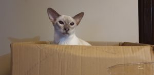 Glammy in a box